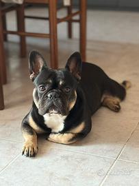 Bulldog francese per monta