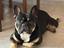 Immagine 1