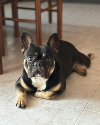 Bulldog francese per monta