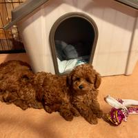 Barboncini toy con pedigree ENCI