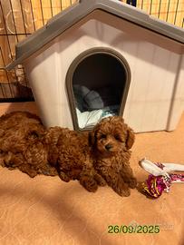 Barboncini toy con pedigree ENCI