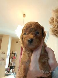 Cuccioli maschi razza Barbone colore Fulvo