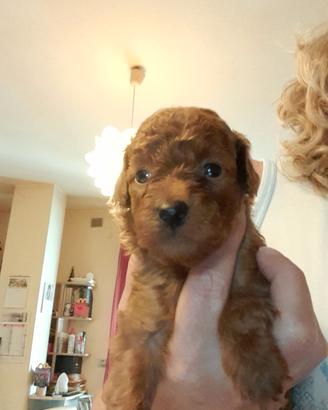 Cuccioli maschi razza Barbone colore Fulvo
