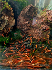 Caridine red sakura