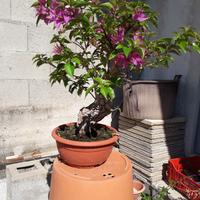 Bonsai di bouganville