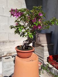 Bonsai di bouganville