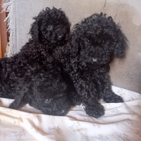 Cuccioli di barboncino toy di 3 mesi,ceca casa