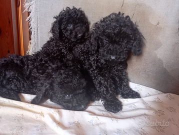 Cuccioli di barboncino toy di 3 mesi,ceca casa