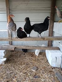 Araucana inglese nera