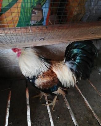 Gallo siciliano