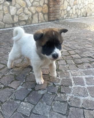 Cucciola di akita americano