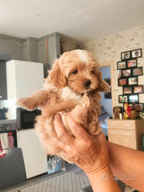 Cucciolo di Maltipoo tois