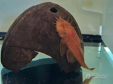 Riproduttori Ancistrus Super Red L144