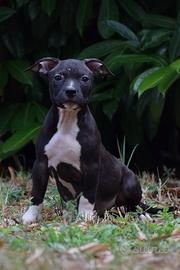American Pitbull Terrier UKC