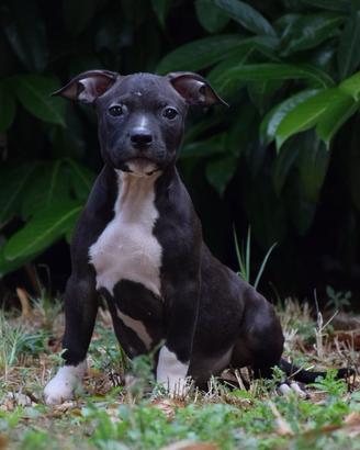 American Pitbull Terrier UKC