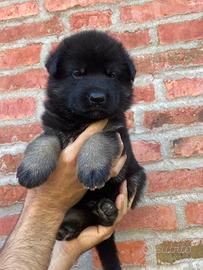 Cuccioli di pastore tedesco