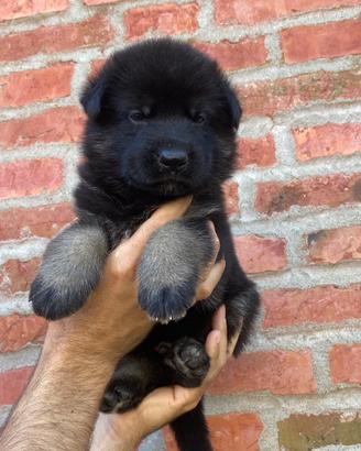 Cuccioli di pastore tedesco