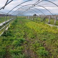 struttura per serra o antigrandine