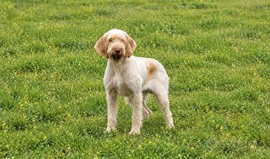 Spinone pronta caccia