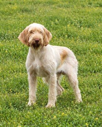 Spinone pronta caccia