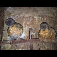 Galline ornamentali e francesine