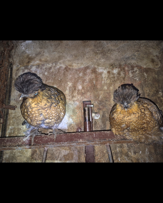 Galline ornamentali e francesine