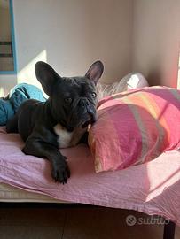 Bulldog francese