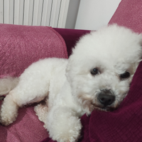 Bichon Frisee cerca fidanzata