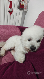 Bichon Frisee cerca fidanzata