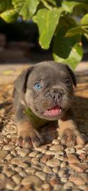 Bulldog