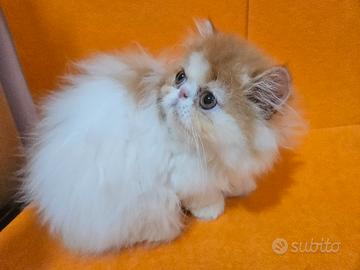 gatto persiano ipertipico bicolore