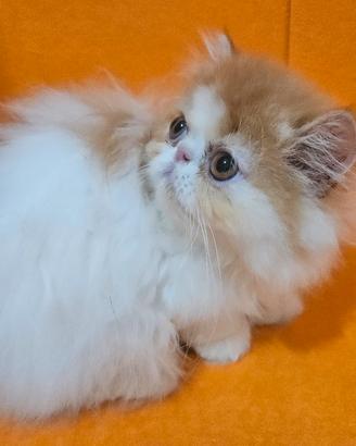 gatto persiano ipertipico bicolore