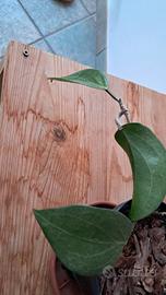 hoya pottsii 