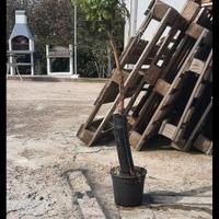 pianta da frutto ciliegia pitanga