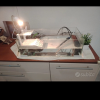 Tartarughine d'acqua