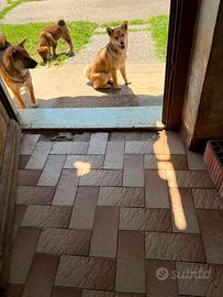 Cucciole di Shiba Inu con Pedigree