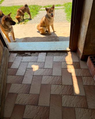Cucciole di Shiba Inu con Pedigree