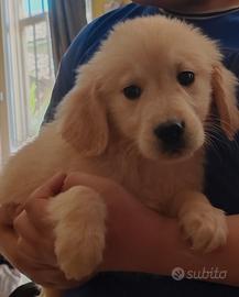 Cuccioli golden retriever