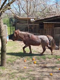Pony femmina