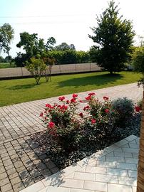 Stanza a Curtarolo (Padova)