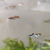 Guppy endler e caridine