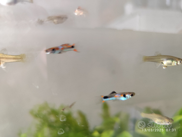 Guppy endler e caridine