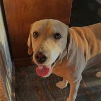 Maschio Labrador disponibile per accoppiamento