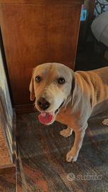 Maschio Labrador disponibile per accoppiamento
