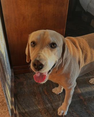 Maschio Labrador disponibile per accoppiamento