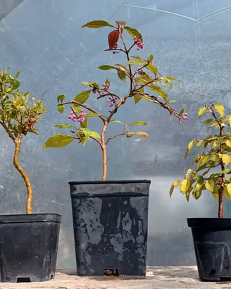 bonsai 