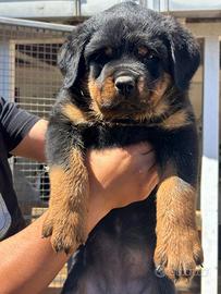 Cuccioli di Rottweiler
