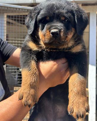Cuccioli di Rottweiler
