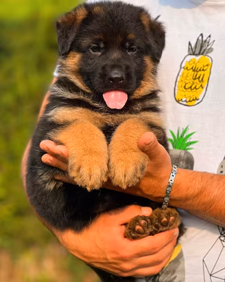 stupendi cuccioli di pastore tedesco