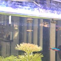 Guppy mix endler/poecilia